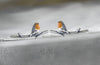 Rotkehlchen Schmuckset
